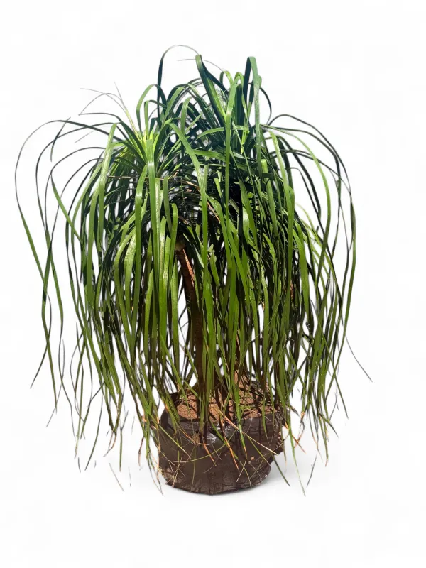 Beaucarnea Recurvata &quot;Ponytail Palm&quot; Large Palms 50 liters