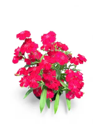 Dianthus Chinensis "Red" 15cmPot