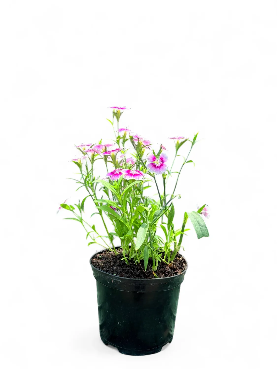 Dianthus &quot;China Pink&quot; 15cm Pot