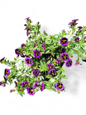 Calibrachoa Conga "Purple Star" 15cmPot