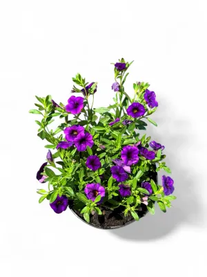Calibrachoa Million Bells "Purple" 15cmPot