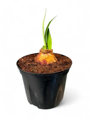 Amaryllis Hippeastrum Hybrid &quot;Blushing Bride&quot; 15cm Pot