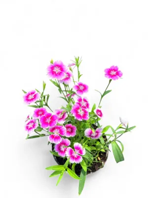 Dianthus Chinensis "China Pink" 15cmPot