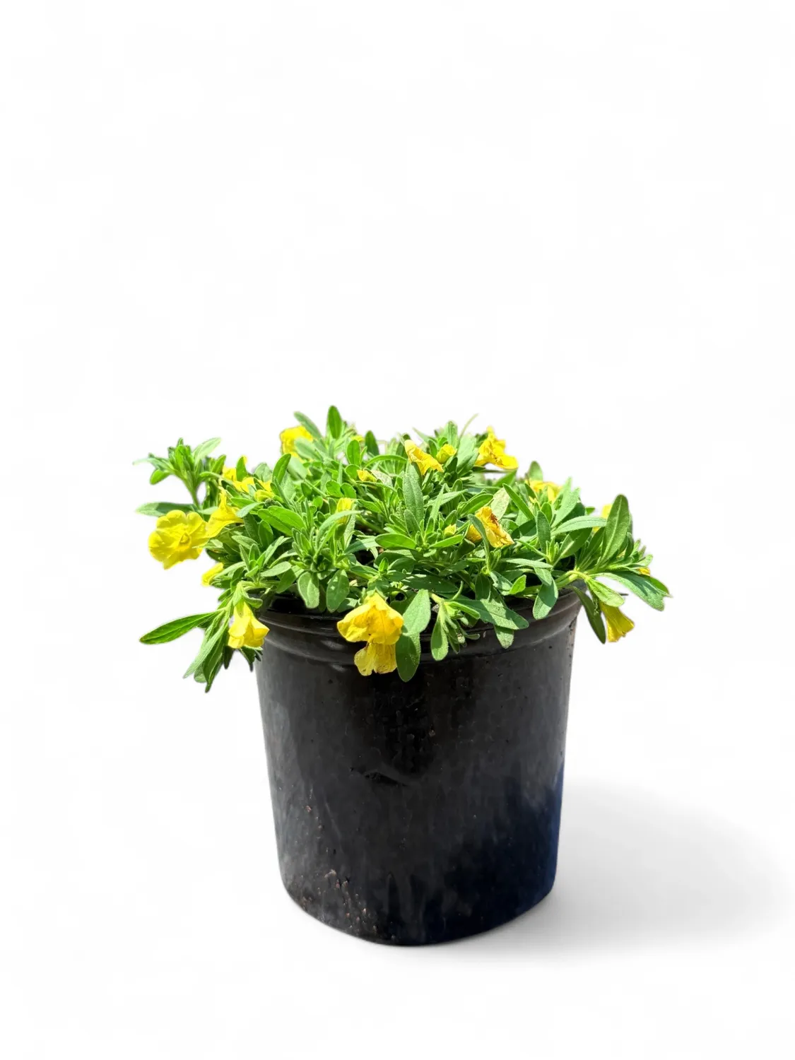 Calibrachoa Million Bells &quot;Caberet Yellow&quot; 15 cm Pot