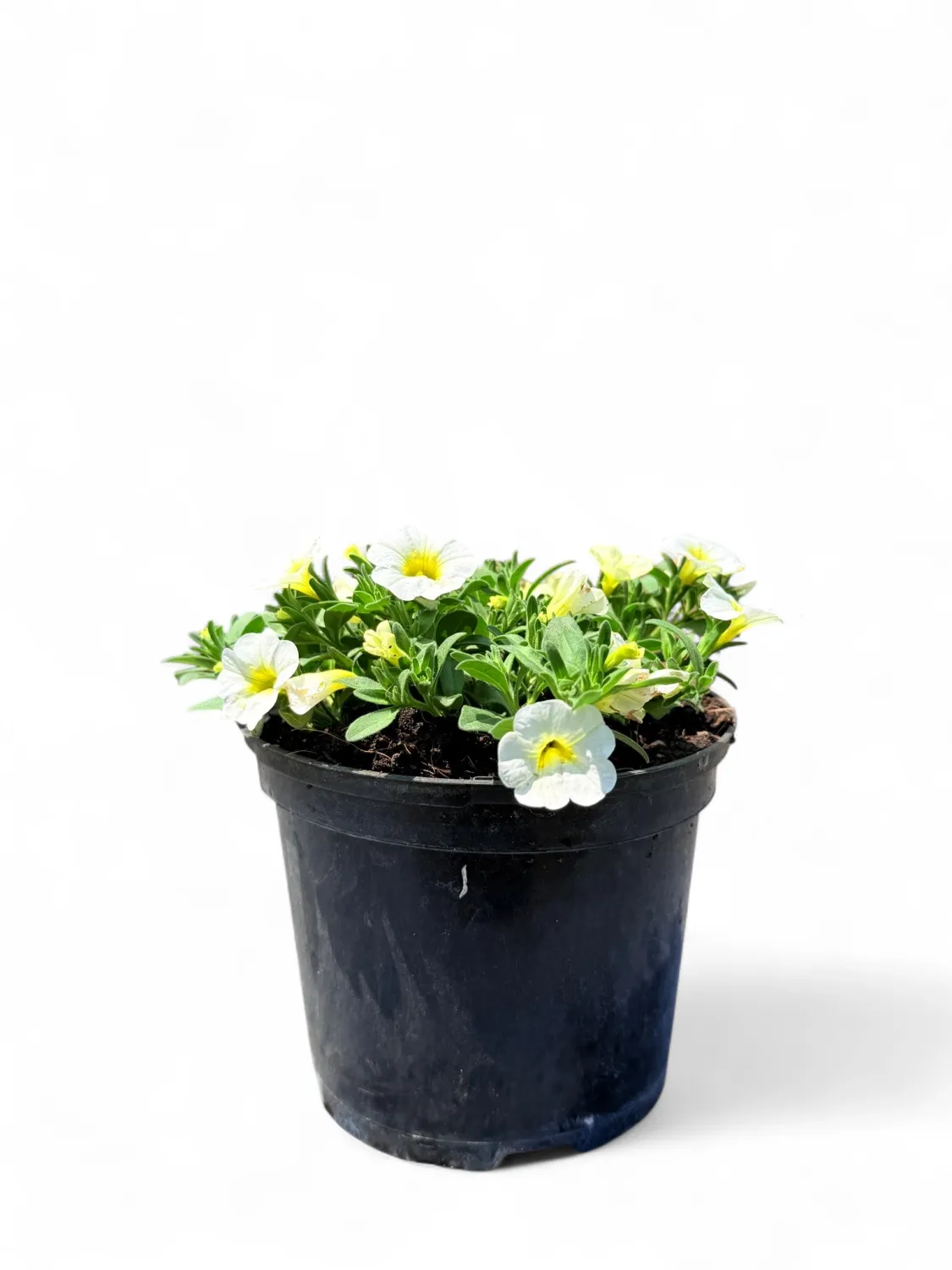 Calibrachoa Million Bells  &quot;Frosty Lemon&quot; White 15 cm Pot