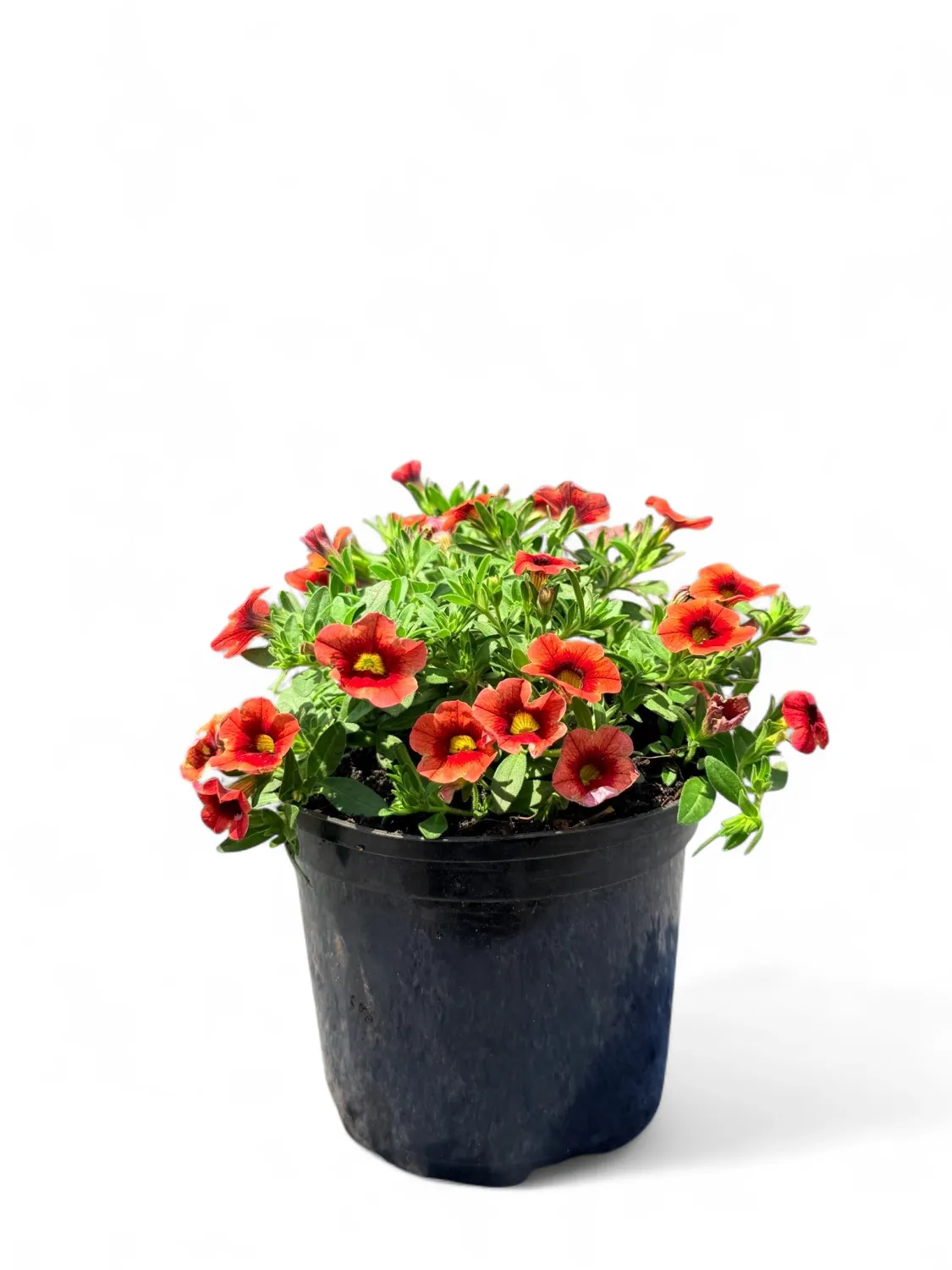 Calibrachoa Million Bells &quot;Orange Kiss&quot; 15 cm Pot