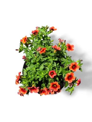 Calibrachoa Million Bells "Orange Kiss" 15cmPot