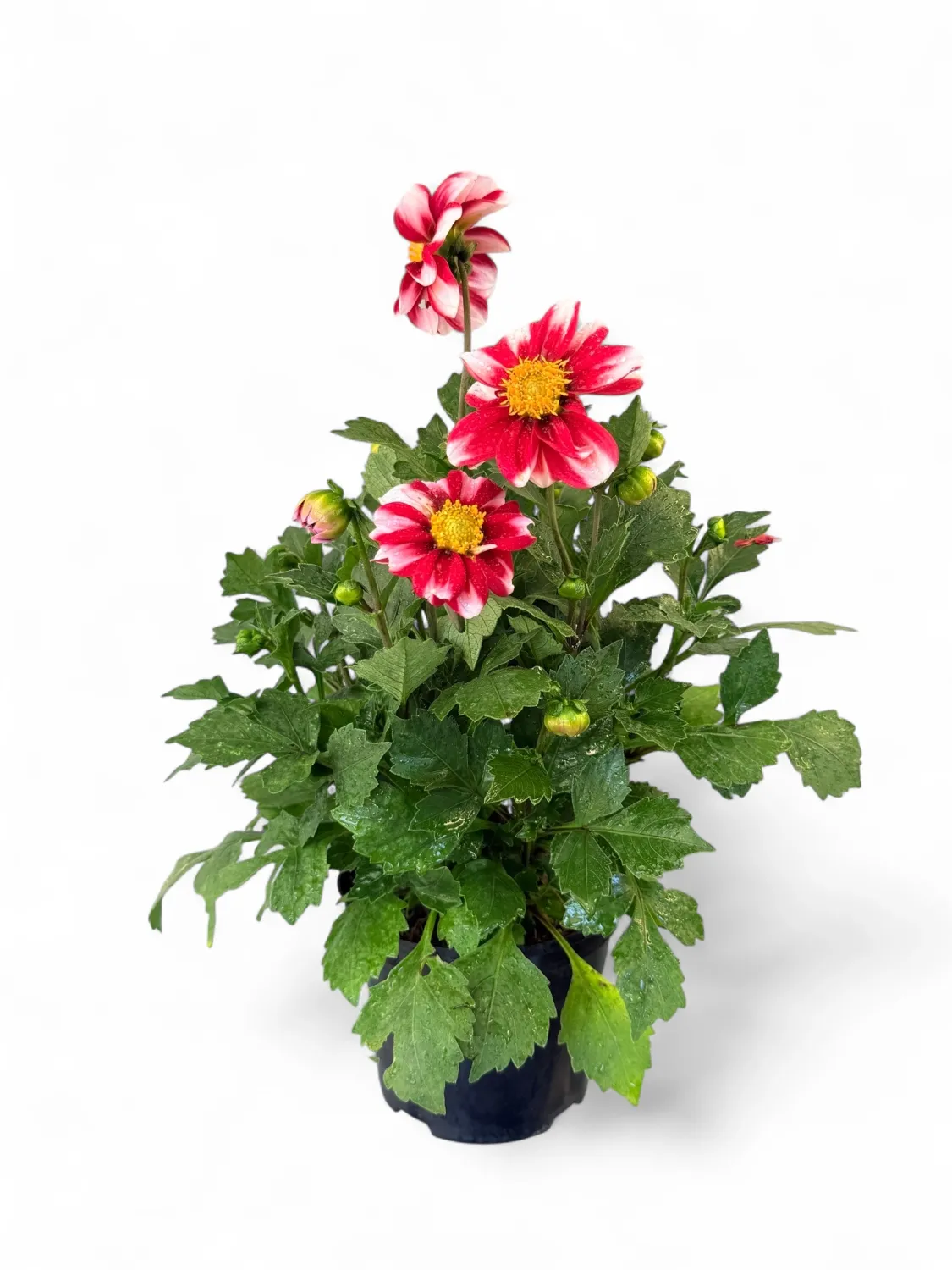 Dahlia Dalaya &quot;Red &amp; White&quot; 15cm Pot