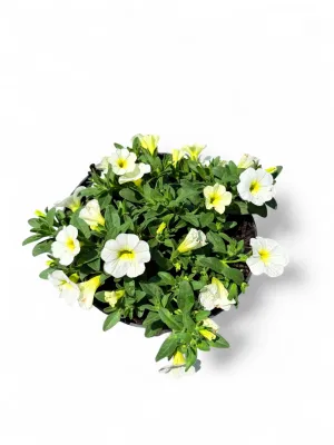 Calibrachoa Million Bells White "Frosty Lemon"  15cmPot