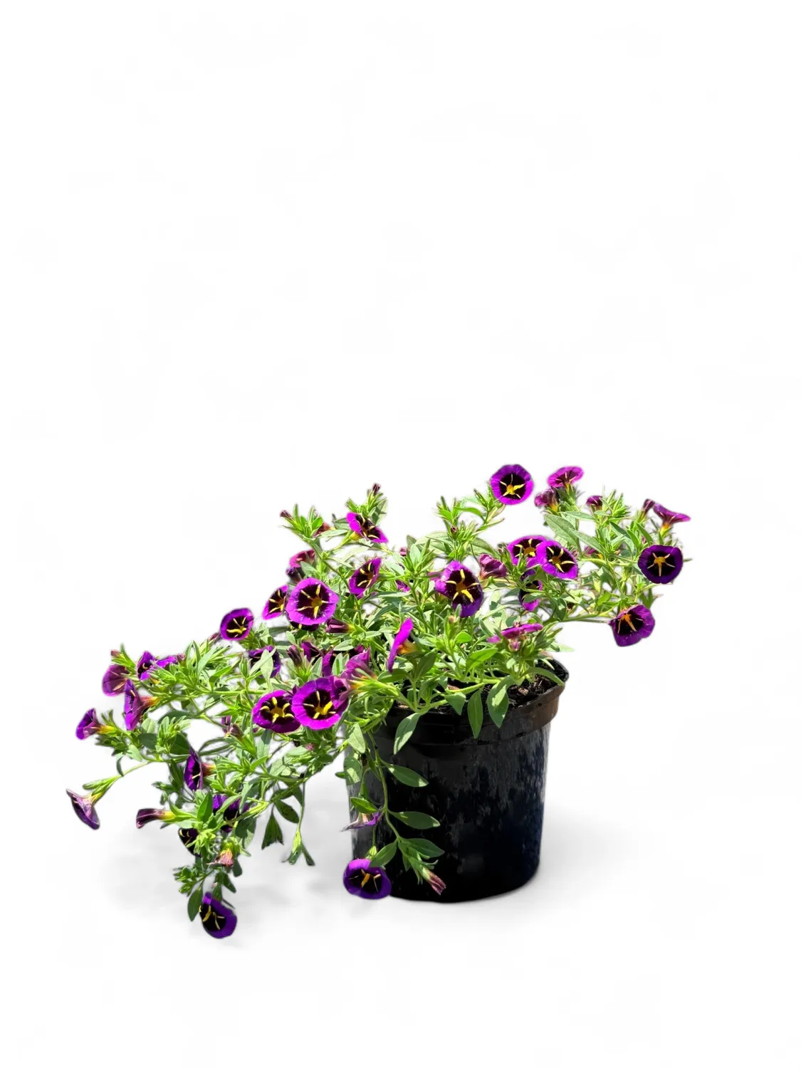 Calibrachoa Conga  &quot;Purple Star&quot; 15 cm Pot