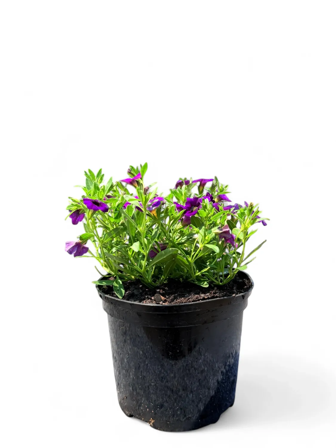 Calibrachoa Million Bells &quot;Purple&quot; 15 cm Pot