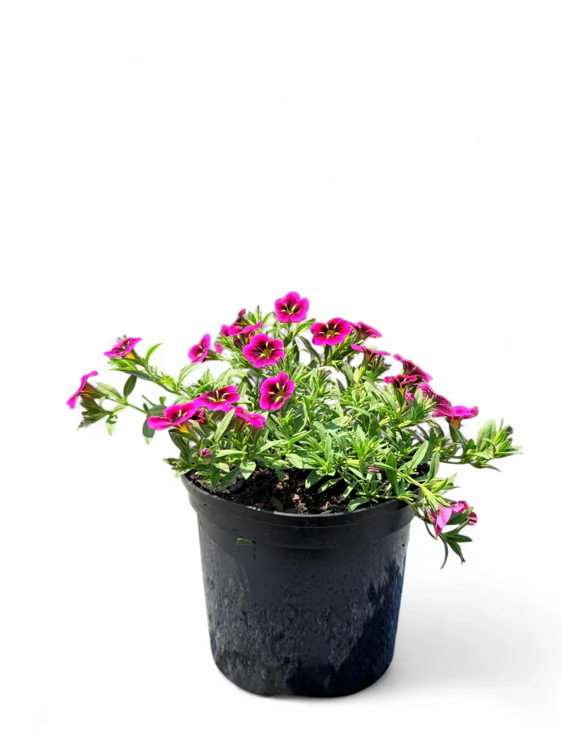 Calibrachoa Cabaret  &quot;Goodnight Kiss&quot; 15 cm Pot