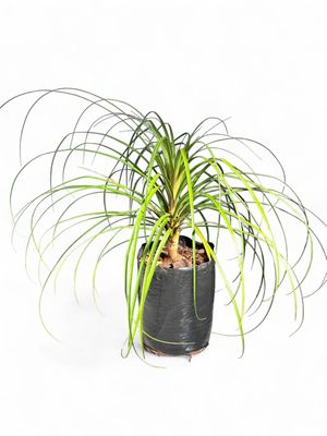 Beaucarnea Recurvata &quot;Ponytail Palm&quot; 20Liters