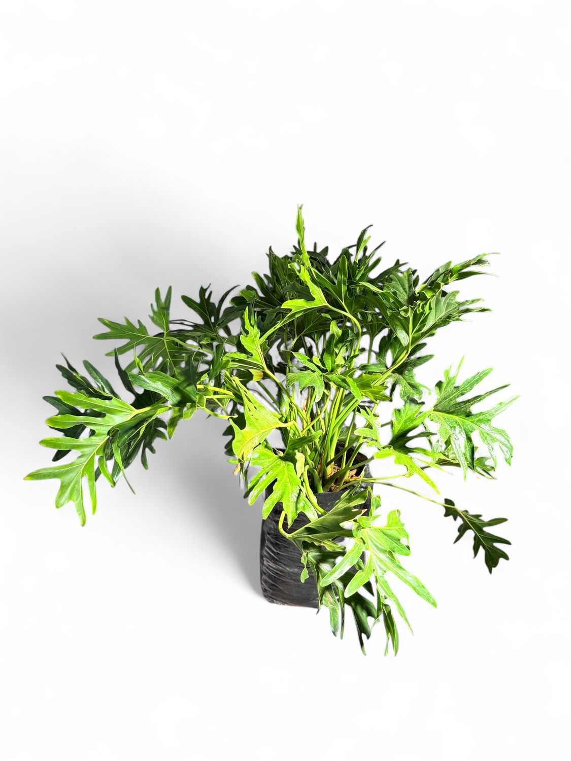 Philodendron Selloum Compacta 20Liter