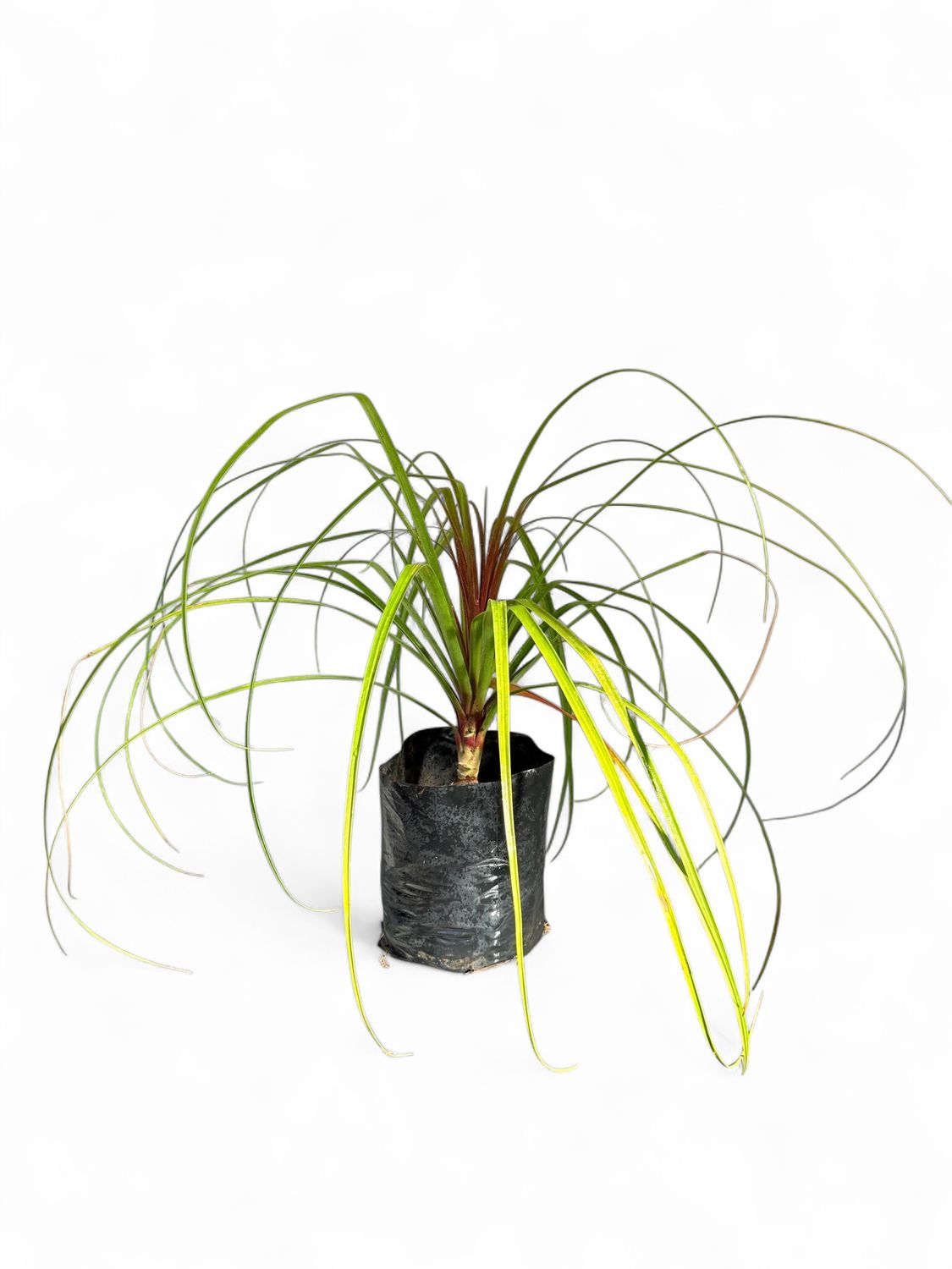 Beaucarnea Recurvata &quot;Ponytail Palm&quot; 5Liters