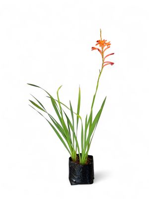Watsonia Pilansii 4Liter
