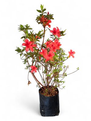 Azalea Mixed Colours 5 Liter