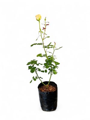 Rose &quot;Peach&quot; Bush 4Liter