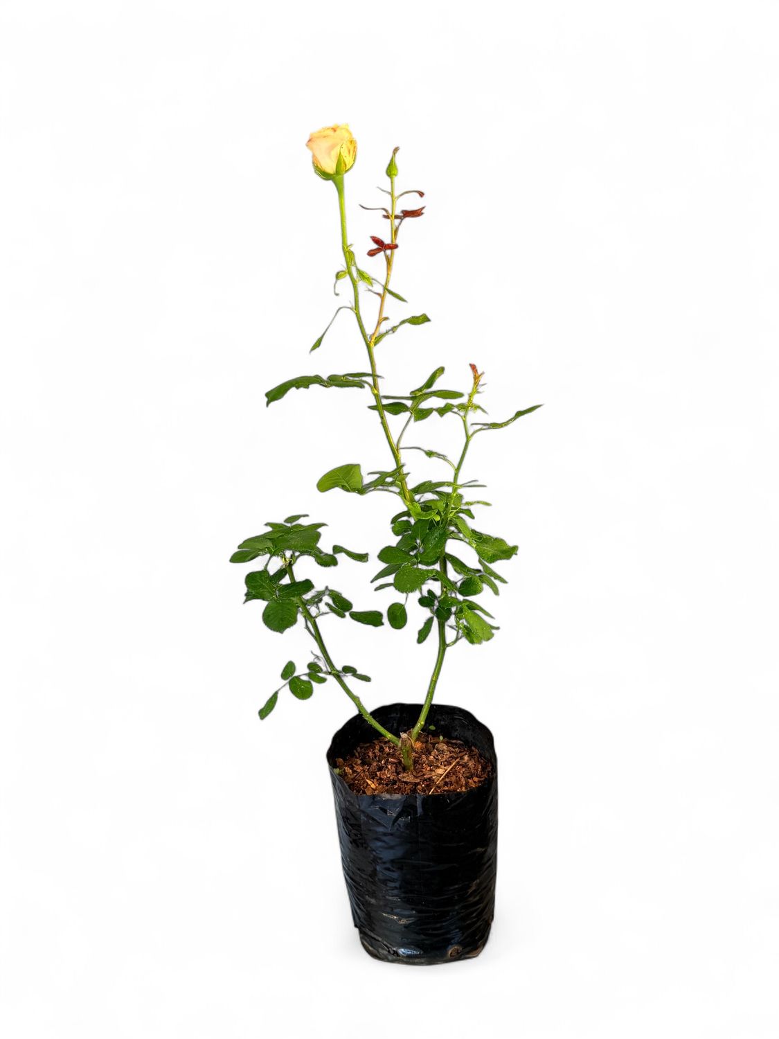 Rose &quot;Peach&quot; Bush 4Liter