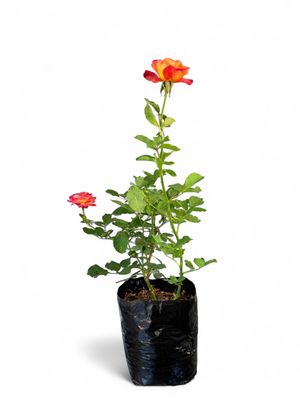 Rose Granada &quot;Twin Colour&quot; Bush 4Liter