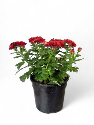 Chrysanthemum Chrystal &quot;Red&quot; 14cm Pot