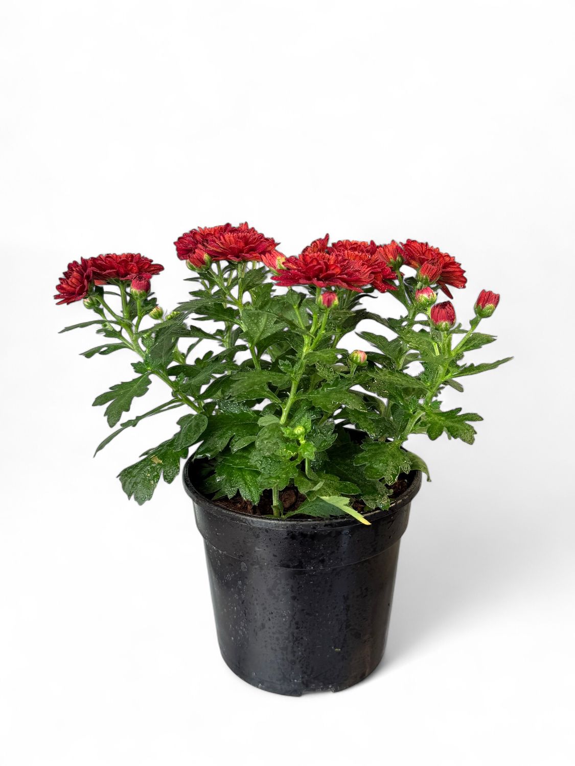 Chrysanthemum Chrystal &quot;Red&quot; 14cm Pot