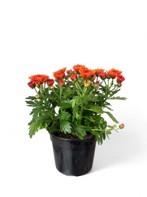 Chrysanthemum Chrystal &quot;Orange&quot;