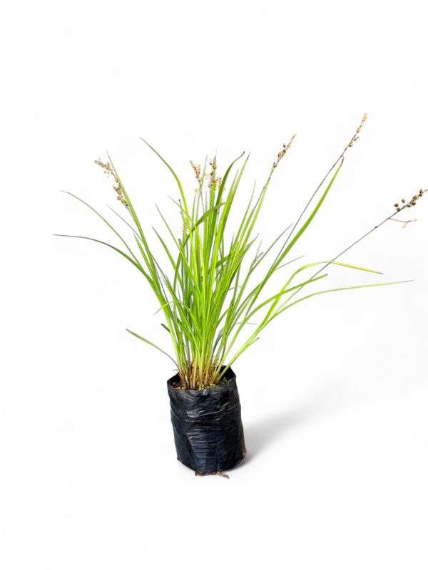 Anthericum 1Liter