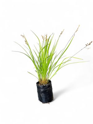 Anthericum 1Liter