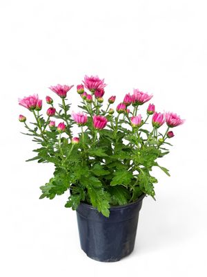 Chrysanthemum Chrystal &quot;Pink&quot; 14cm Pot