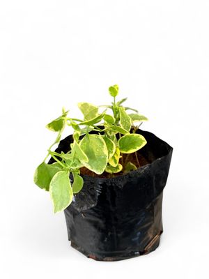 Vinca Variegated 1 liter