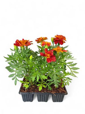 Marigold &quot;Red Sun&quot; Seedlings 6 Pack