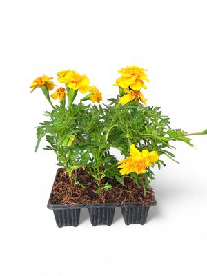 Marigold &quot;Yellow Sun&quot; Seedlings 6 Pack