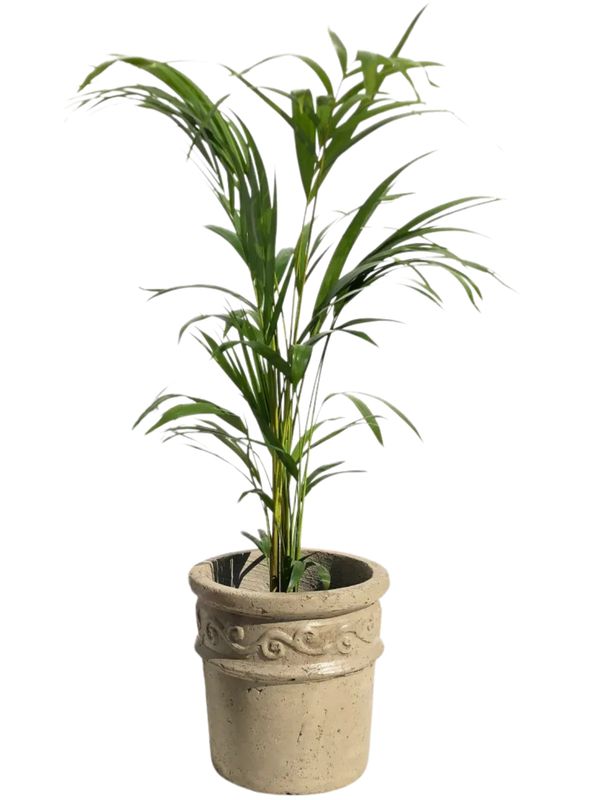 Fragrant Small Rustic Cement Seal Finish - H250mm - 6kg