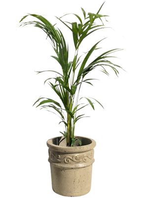 Fragrant Small Rustic Cement Seal Finish - H250mm - 6kg