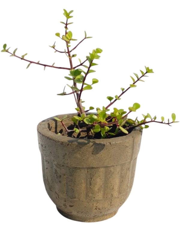 Succulent Pot Rustic Antique Amber Finish - H180mm - 3kg
