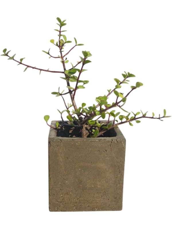 Decorative Square Cacti Pot Small Rustic Antique Amber Finish - 155mm x W150mm - 3kg