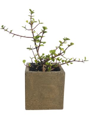 Decorative Square Cacti Pot Small Rustic Antique Amber Finish - 155mm x W150mm - 3kg