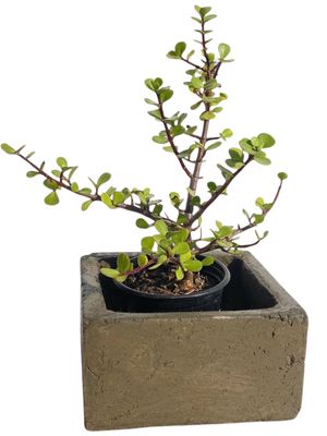 Decorative Square Cacti Pot Large Rustic Antique Amber Finish - H100mm x W200mm - 4kg