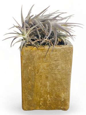 Decorative Rectangular Cacti Pot Small Rustic Antique Amber Finish - H135mm x W100mm - 1kg