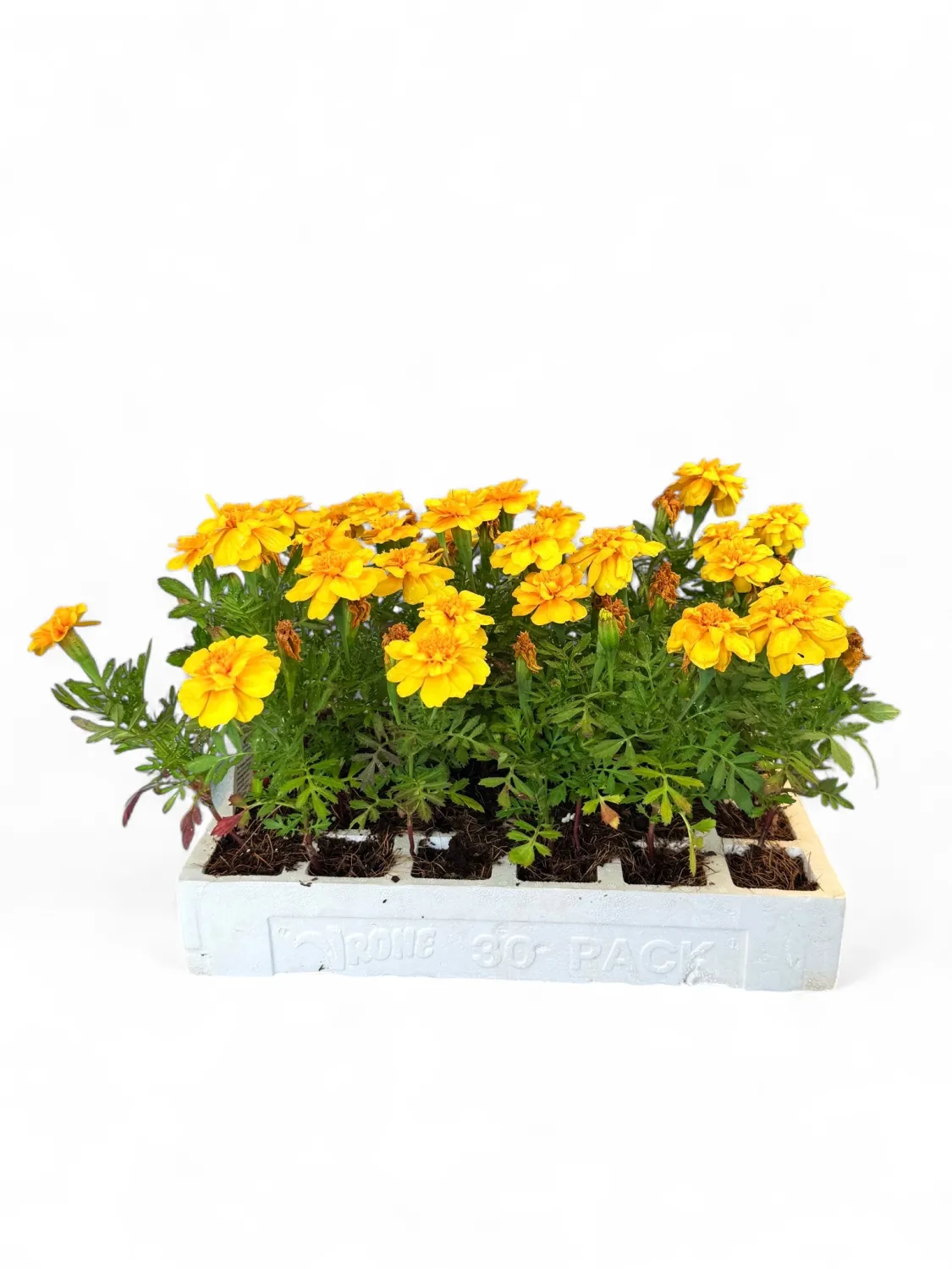 Marigold &quot;Yellow Sun&quot; Seedlings 30 Pack