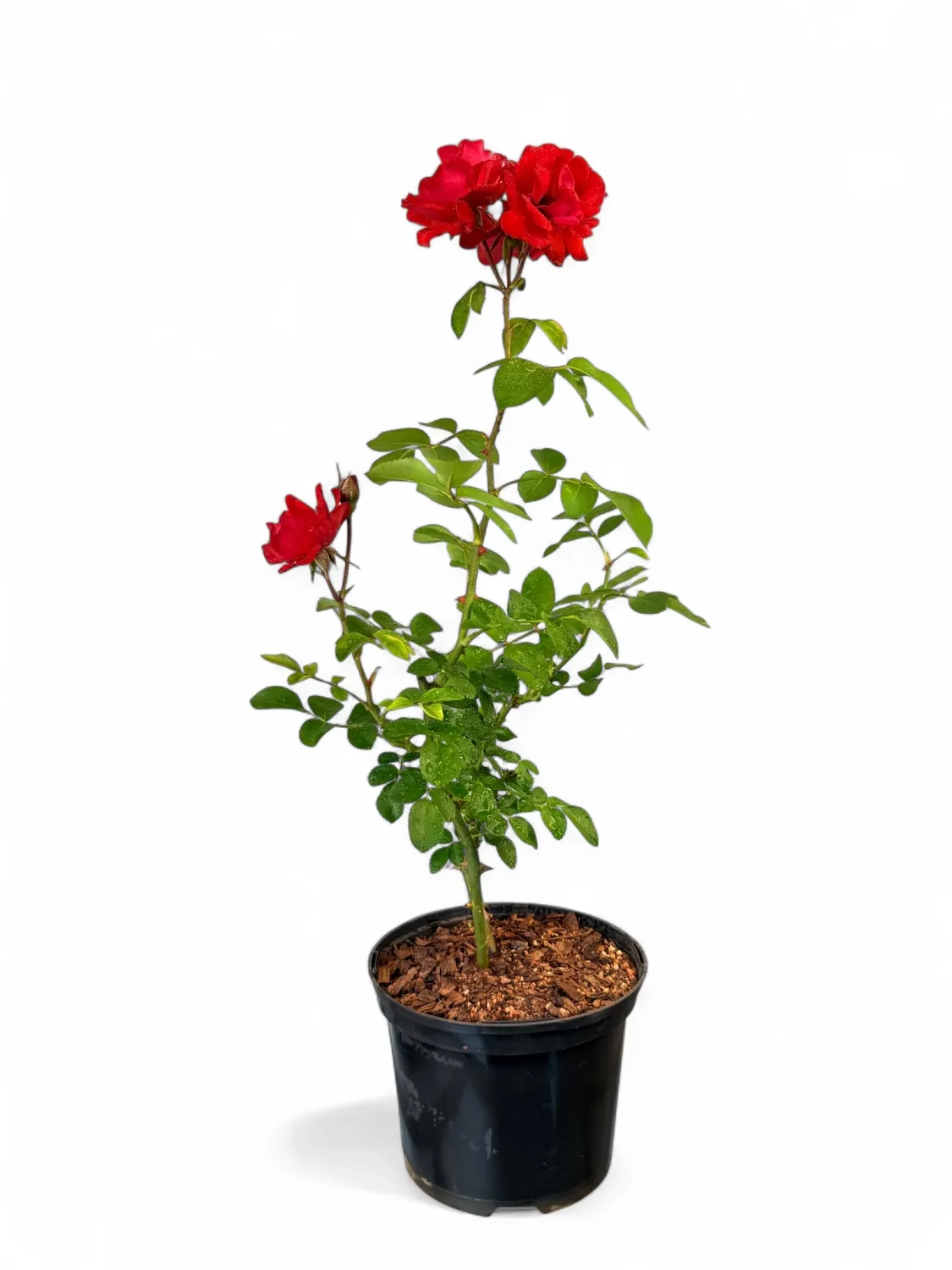 Rosa Satchmo Bush &quot;Tros Roos&quot; 17cm Pot