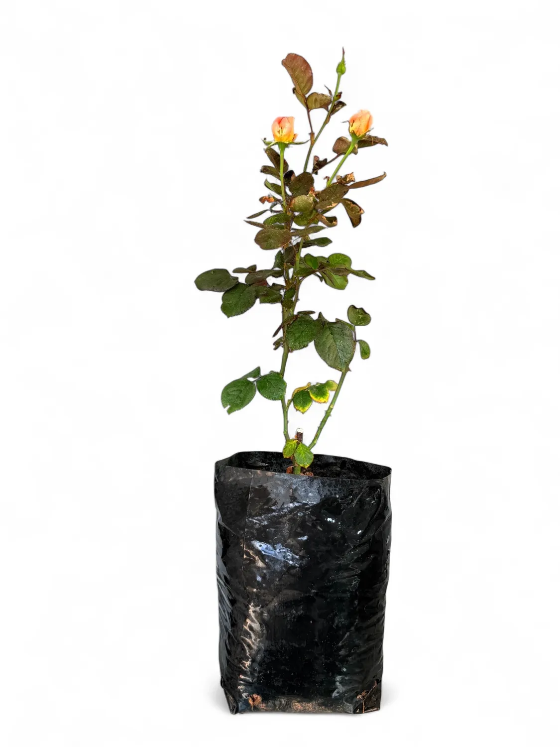 Rose &quot;Bloemfontein&quot; Bush 4Liter