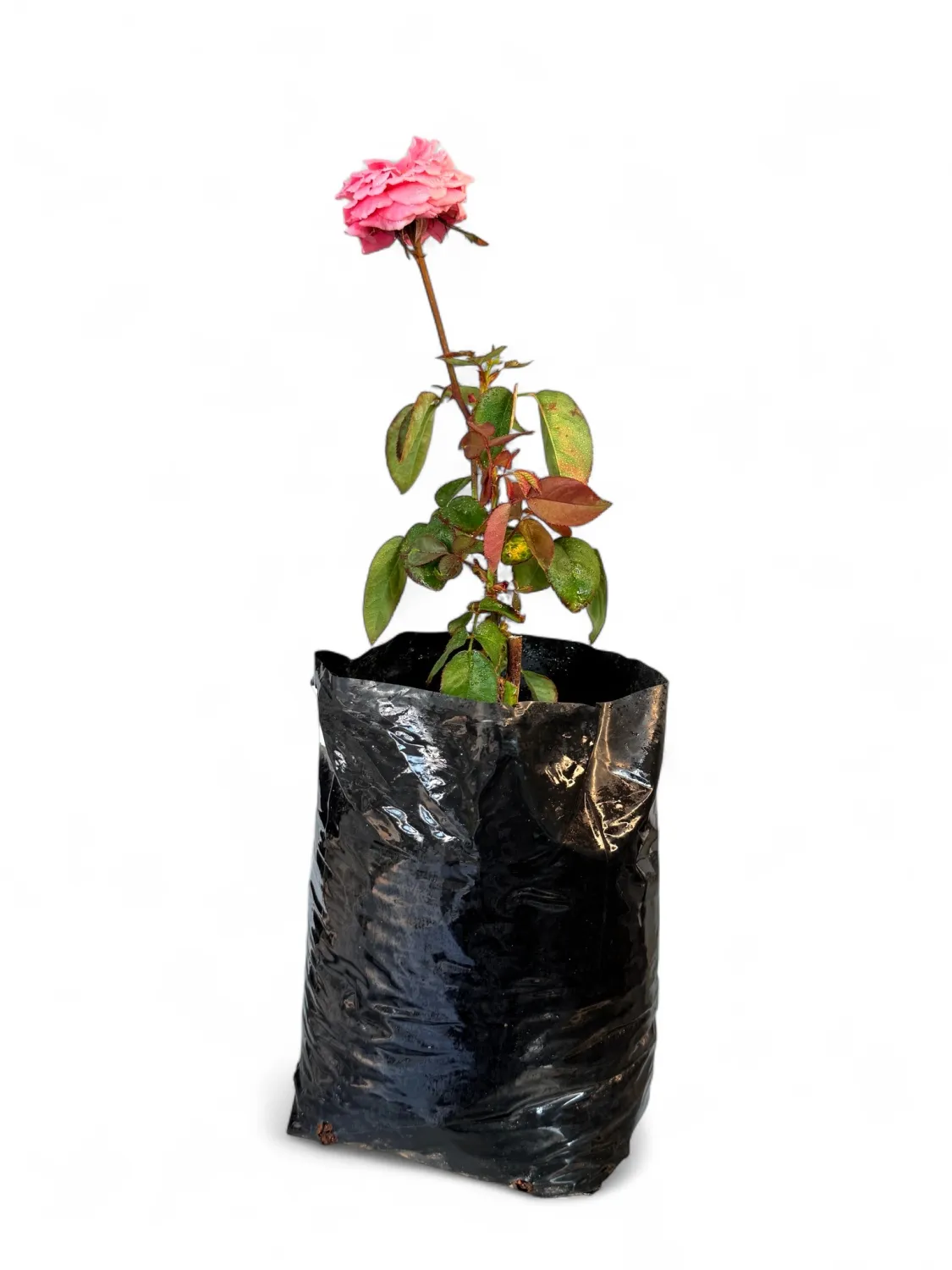 Rose &quot;Duftwolke&quot; Bush 4Liter