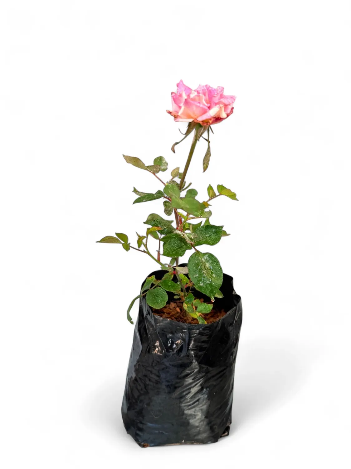 Rose &quot;Candy Stripe&quot; Bush 4Liter