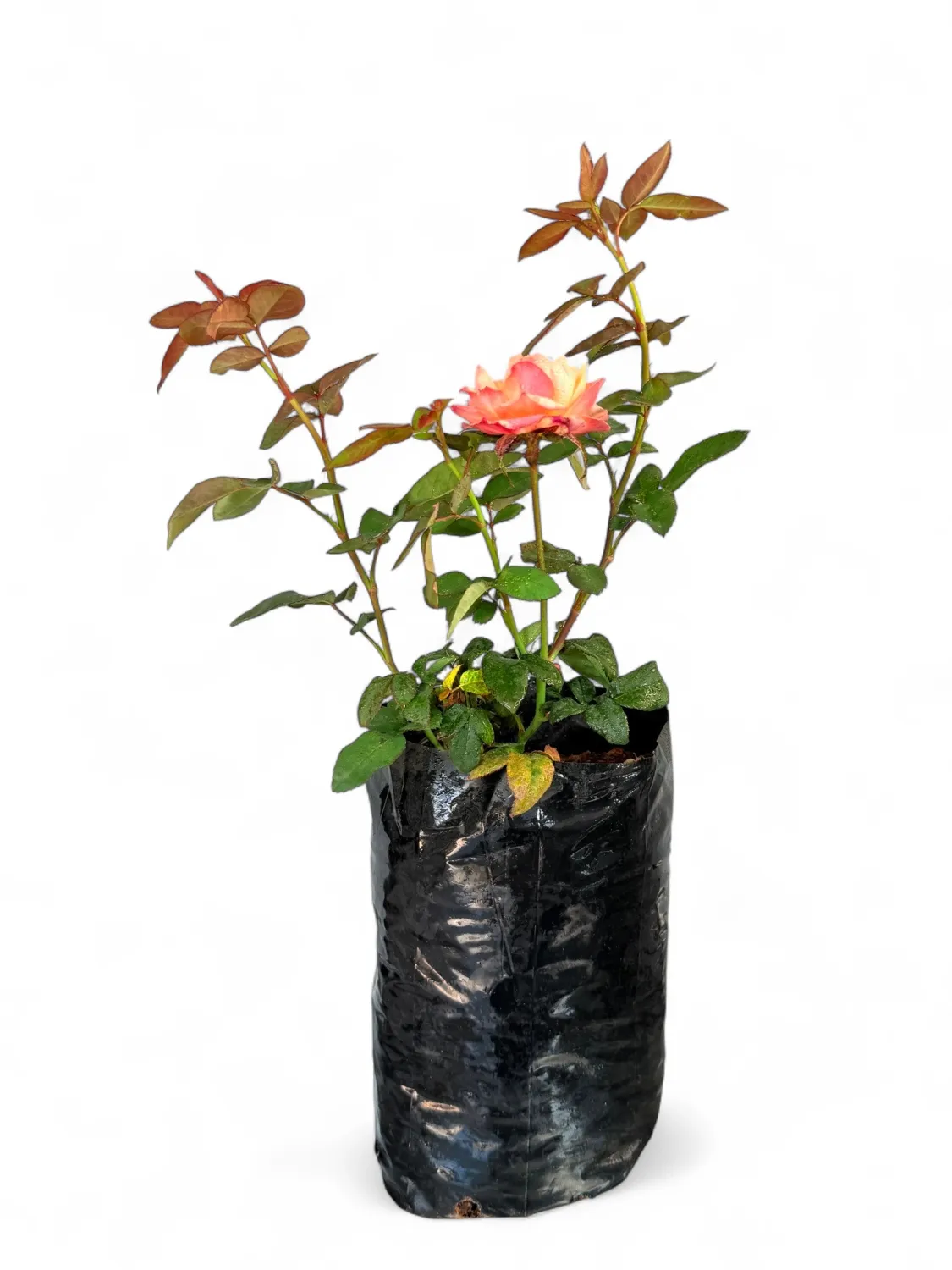 Rose &quot;Royalty Tempi Moderni&quot; Bush 4Liter