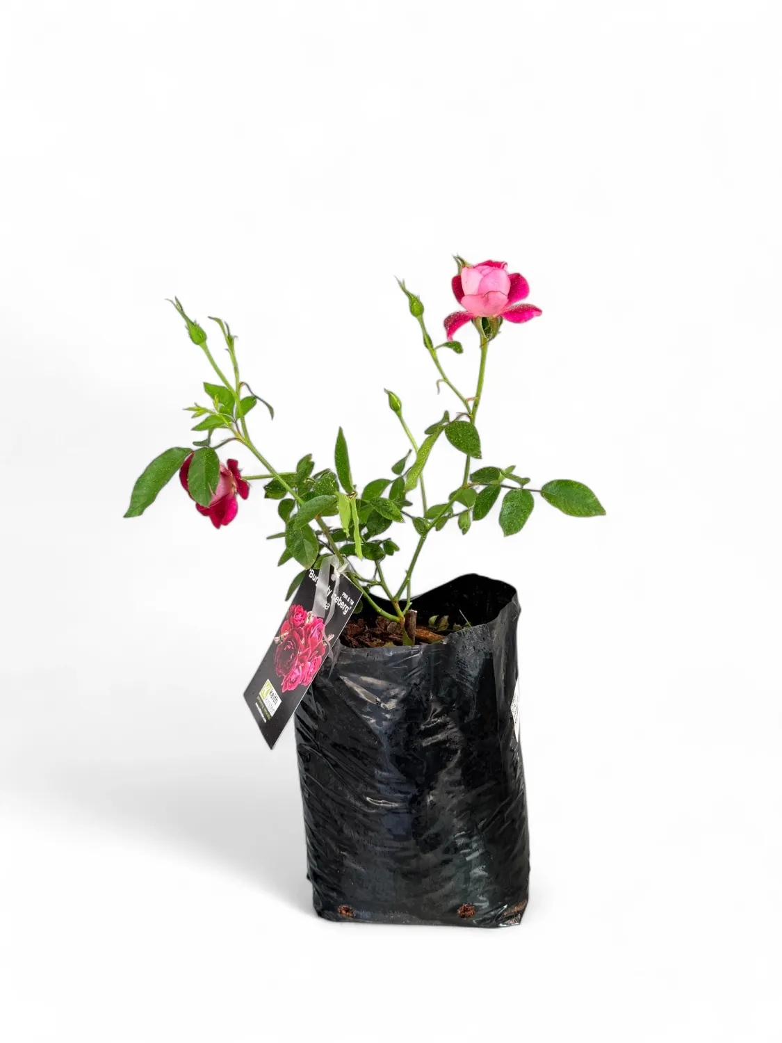 Rose &quot;Burgandy Iceberg&quot; Bush 4Liter