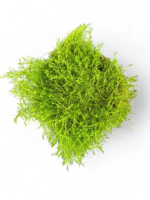 Sagina Subulata Aurea "Yellow Irish Moss" 4Liter