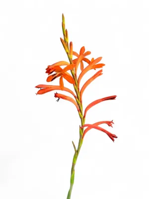 Watsonia Pilansii "Bugle Lily" 2.5Liter Pot