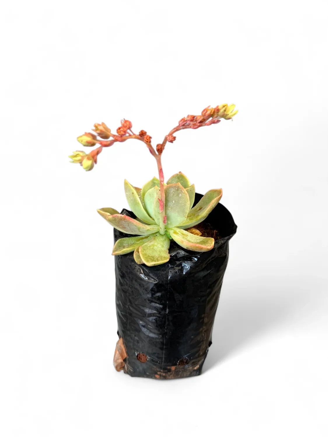 Echeveria Elegans &quot;Rock Rose&quot; 1liter